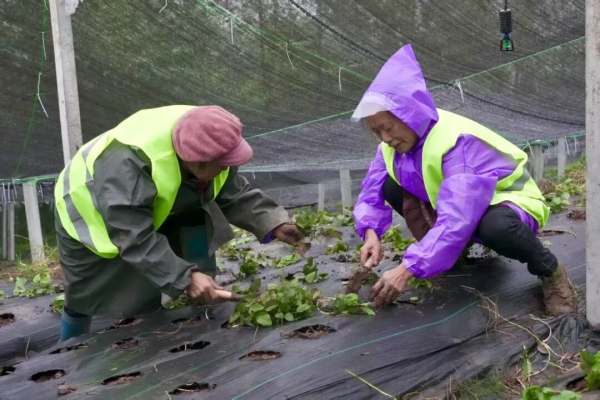 鄉(xiāng)村振興